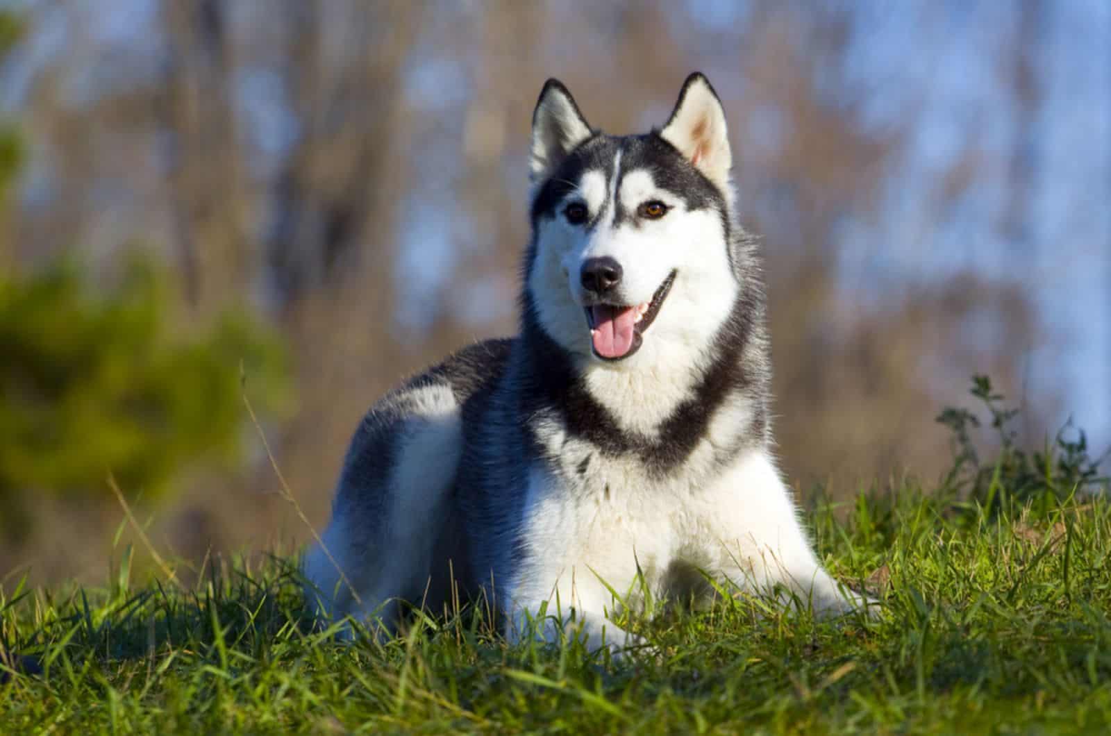 siberian husky in nature