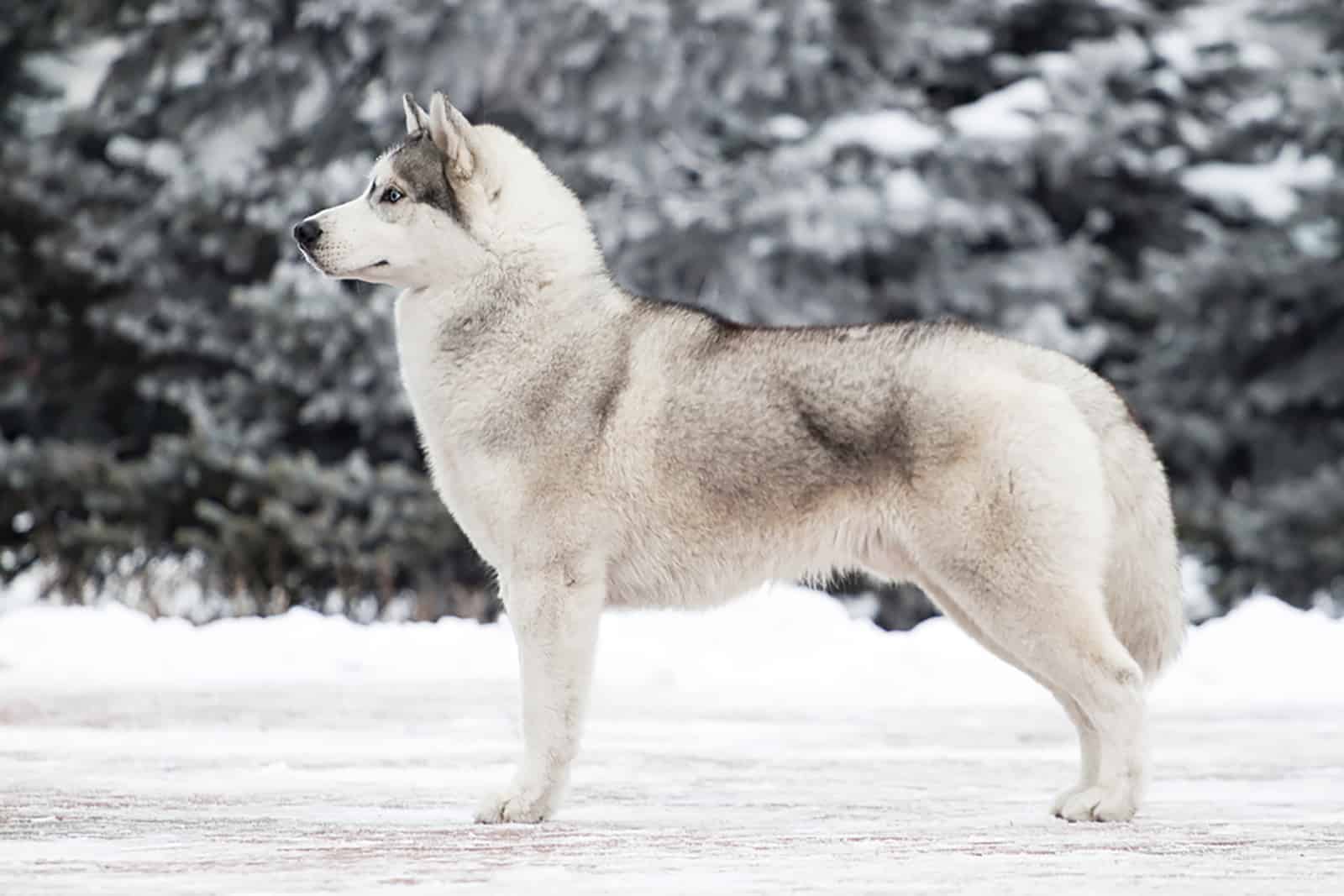 siberian husky standing on a snow