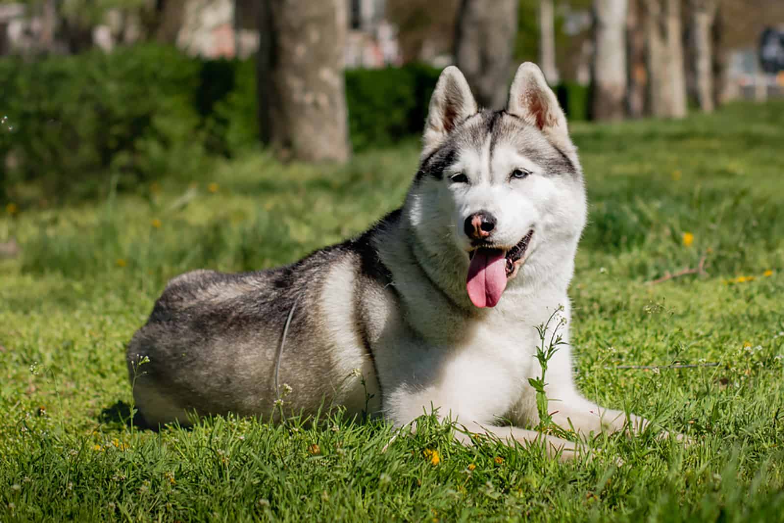 siberian husky sitting in the grass