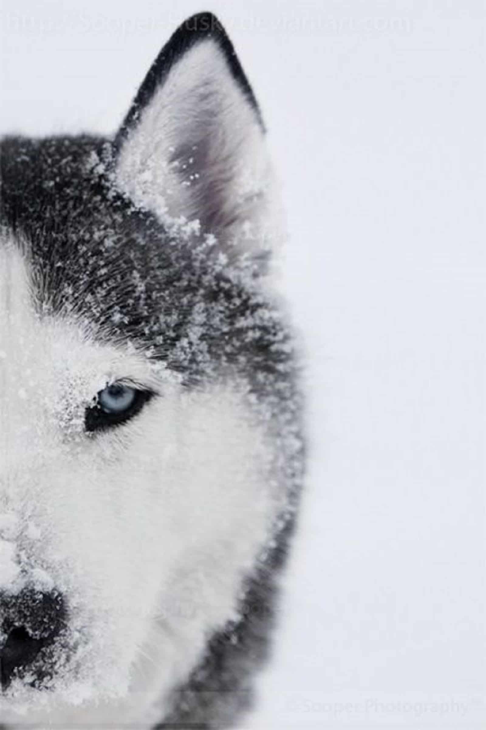 siberian husky in the snow