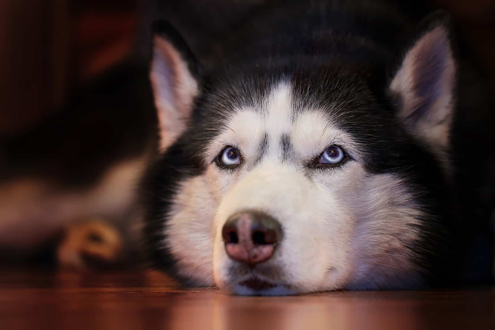 siberian husky lying on the floor