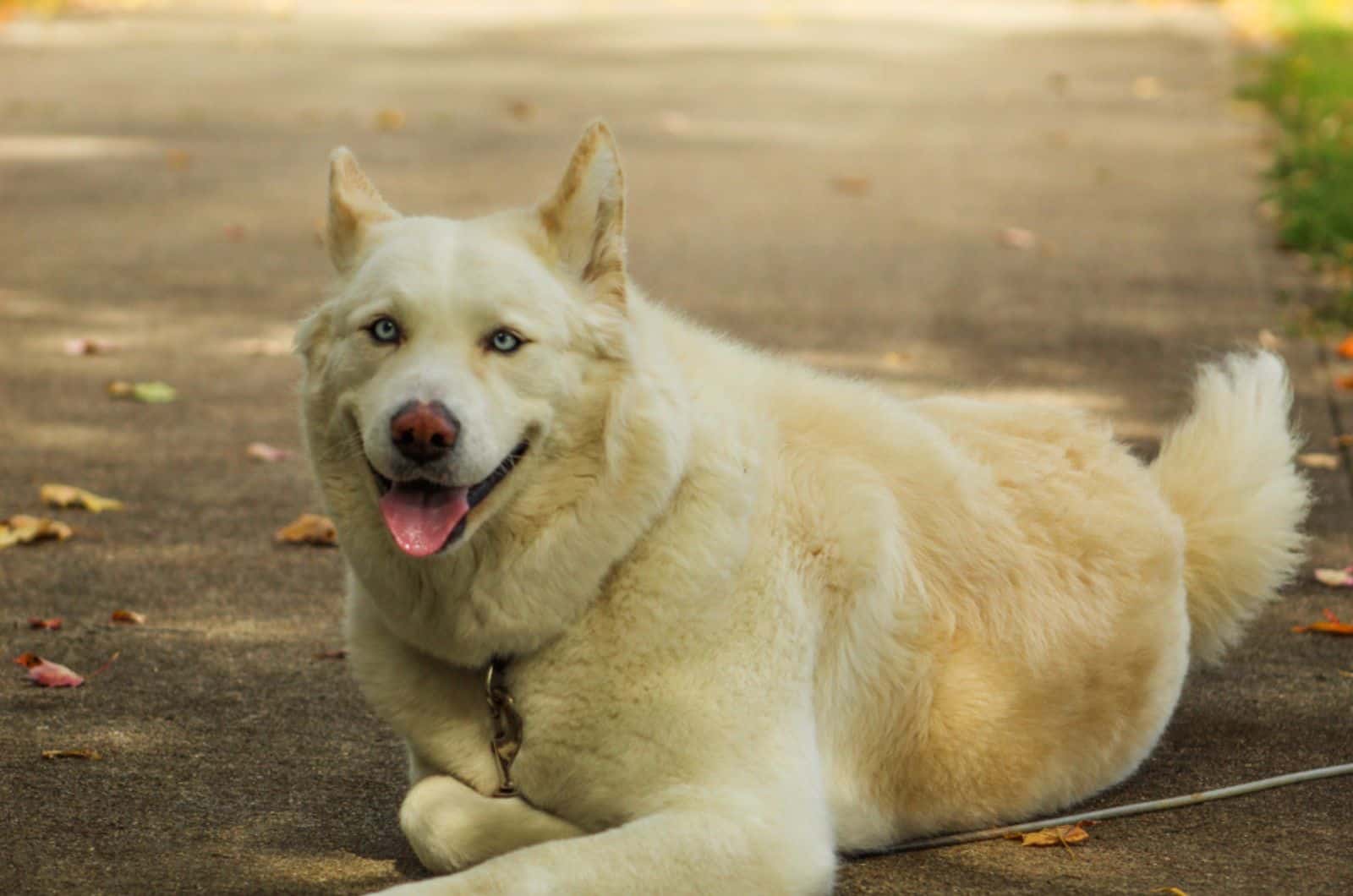 Siberian Husky Akita Mix: The Ultimate Huskita Guide