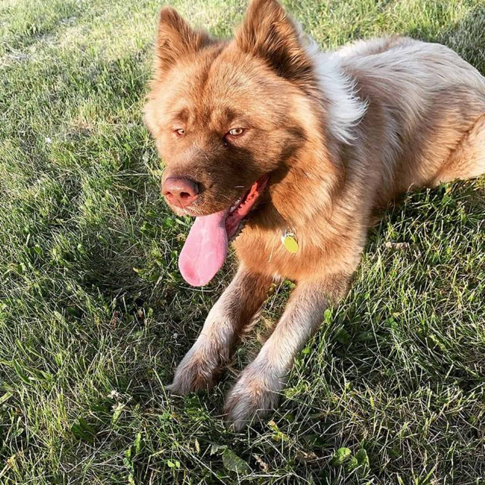 siberian husky akita mix lying on the grass