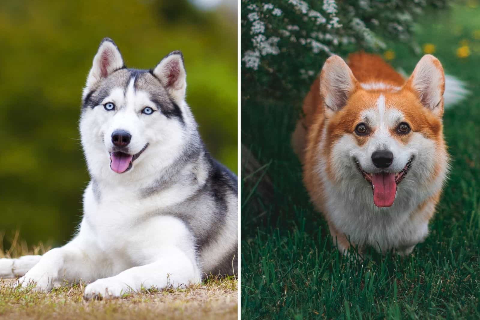 siberian husky and corgi