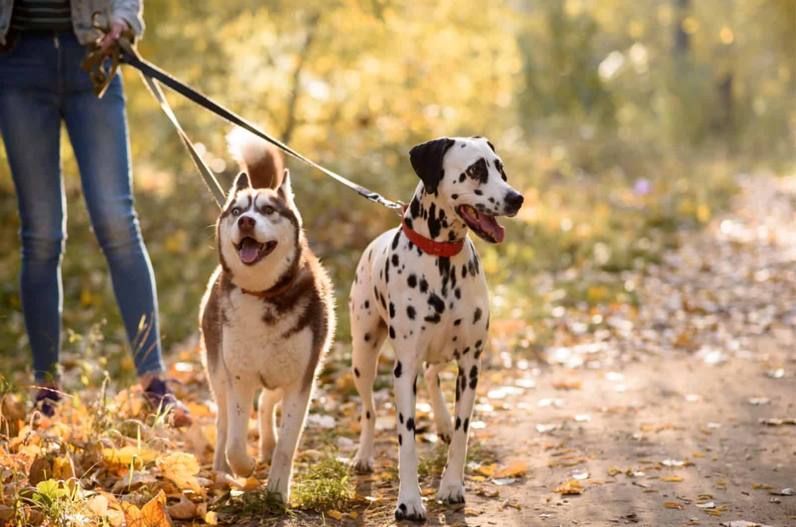 siberian husky and dalmatian on a leash