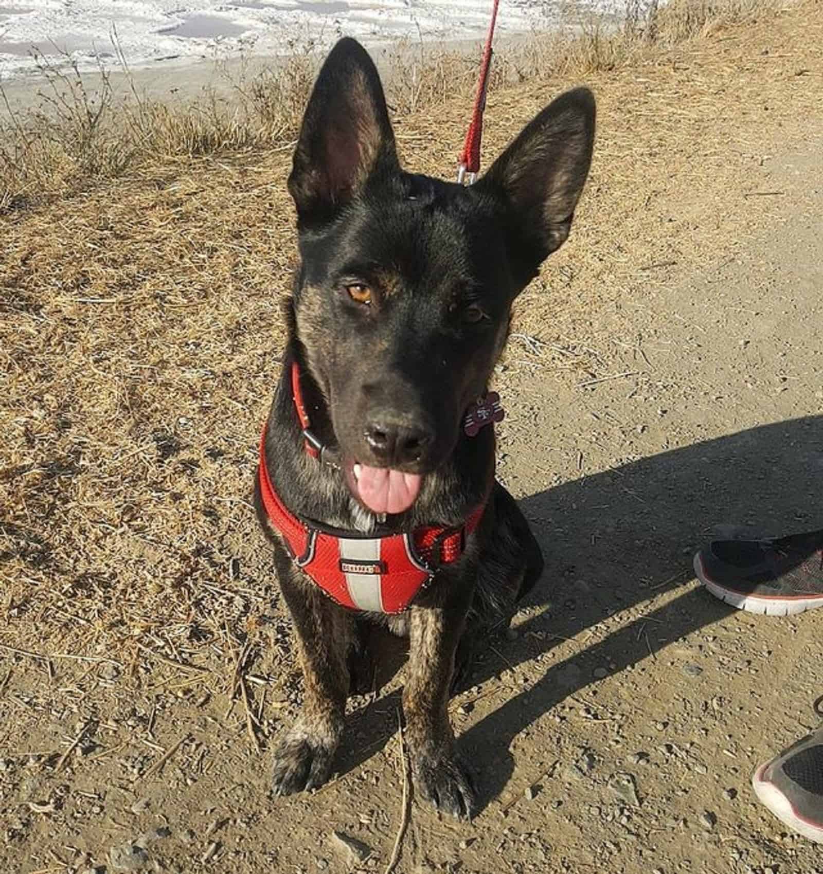 siberian husky australian kelpie mix sitting on the ground