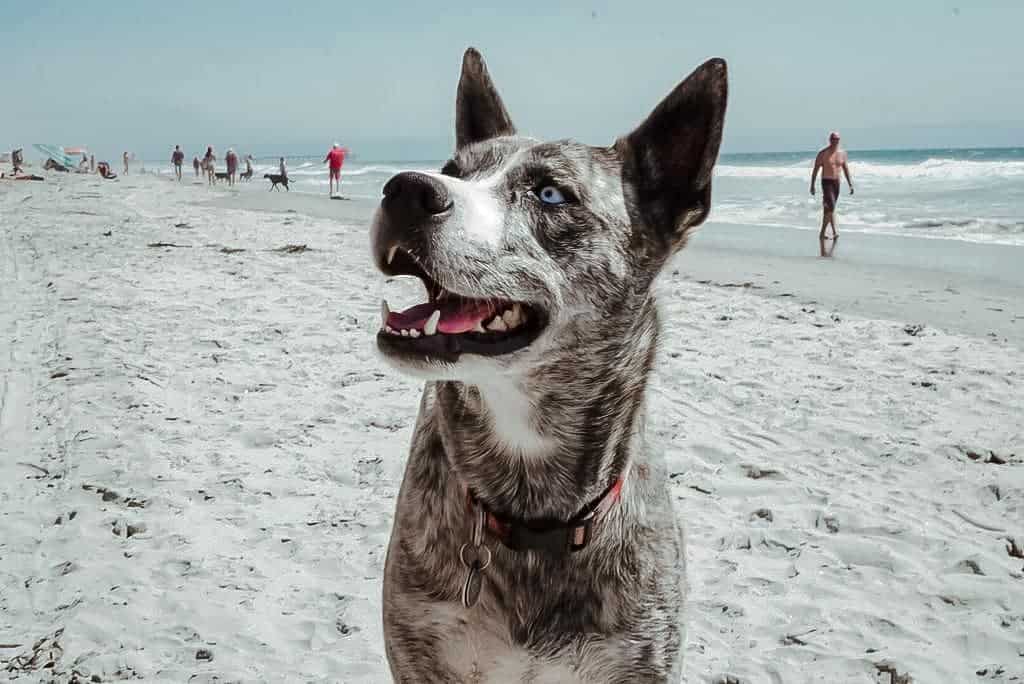 Siberian Husky Catahoula Mix