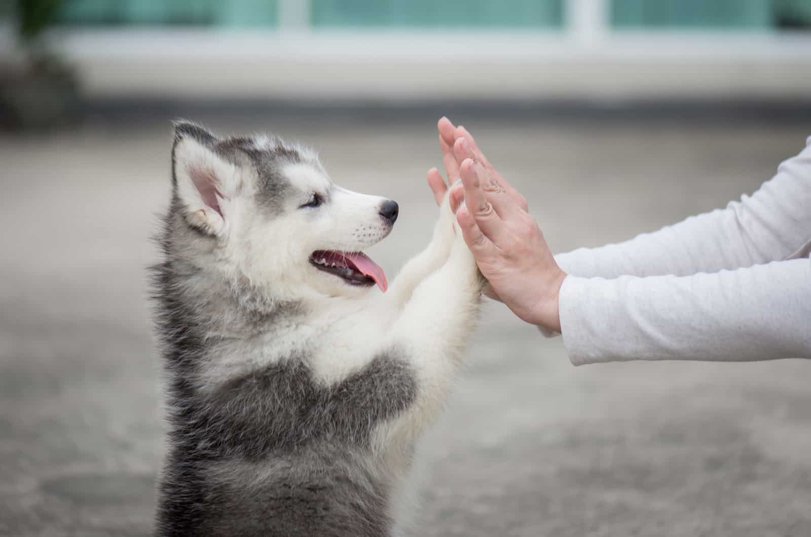 siberian husky high five