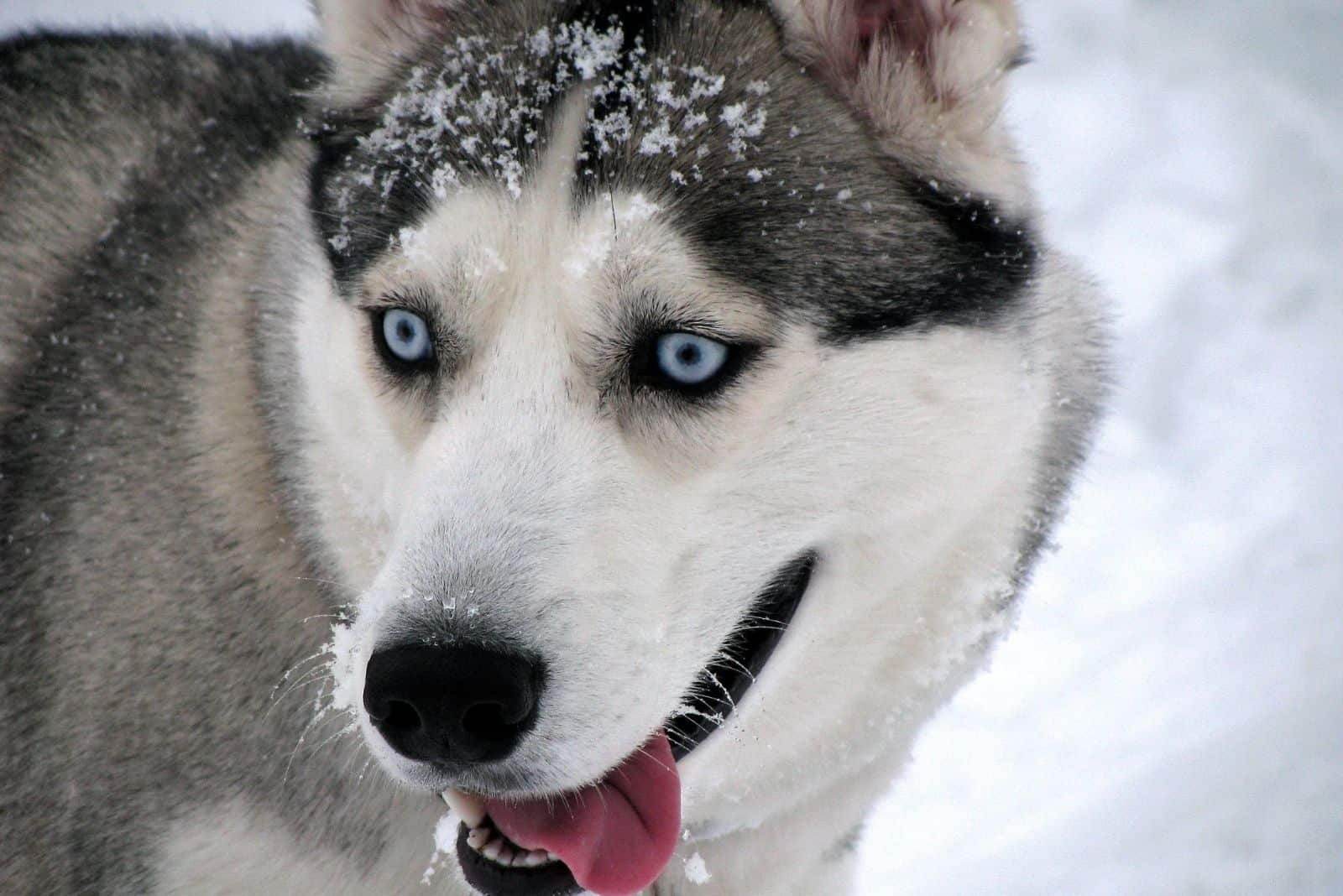 siberian husky in focus photography sticking his mouth out