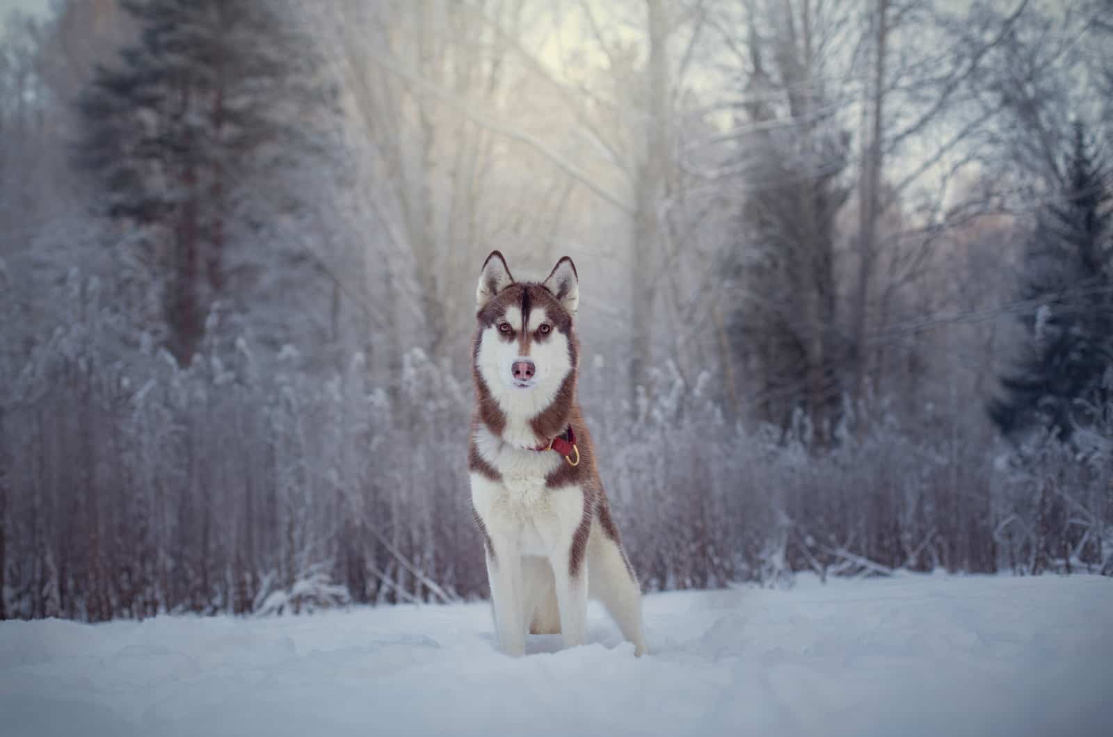 siberian husky in snow