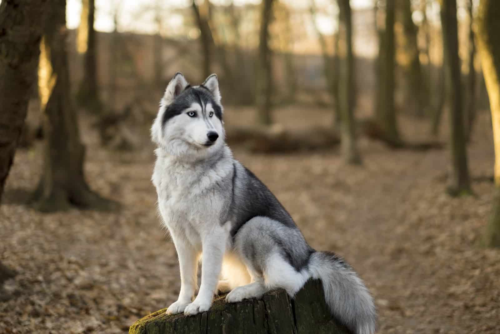 Siberian husky is sitting on the tree