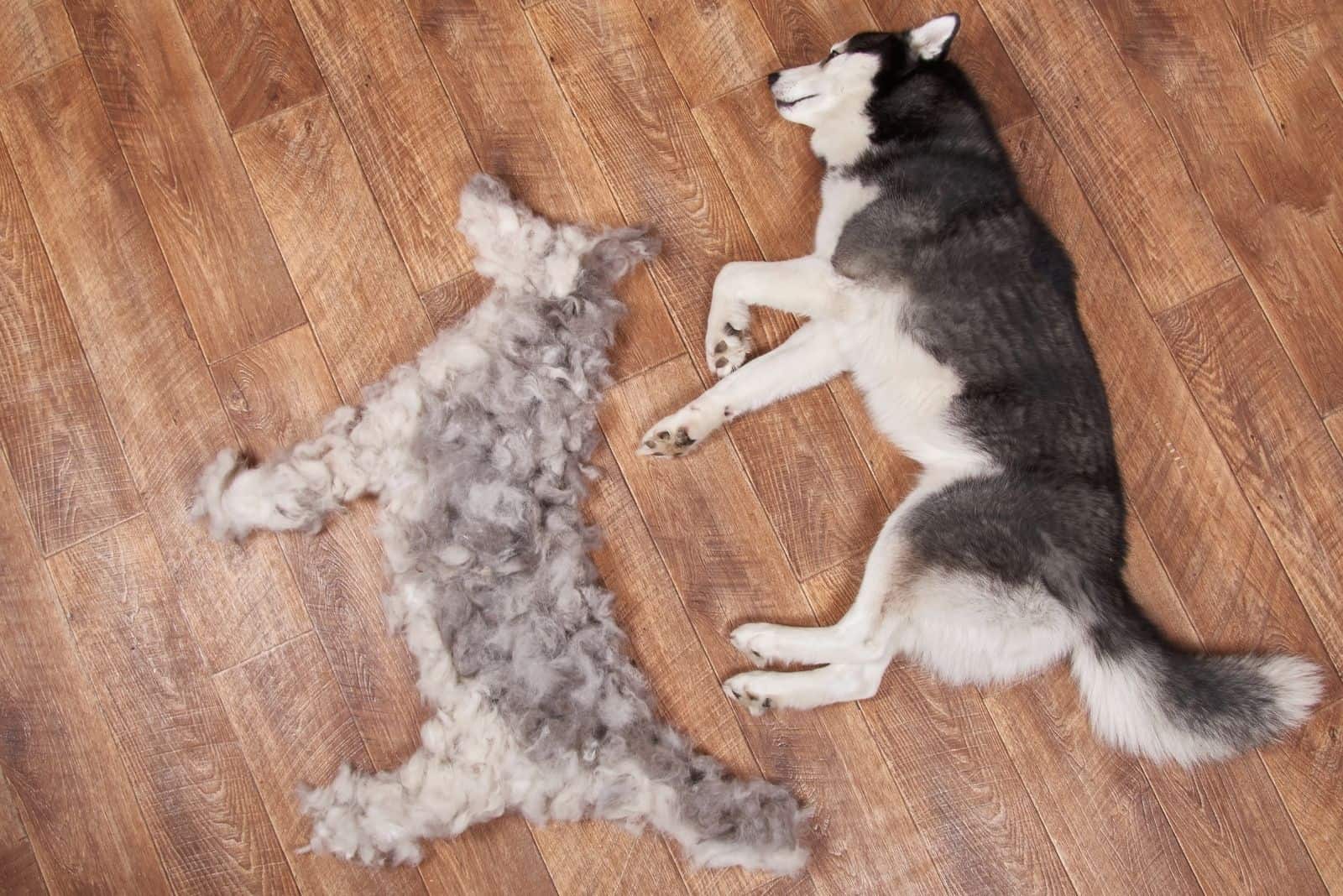 Siberian husky lying next to its combed-out seasonal undercoat.