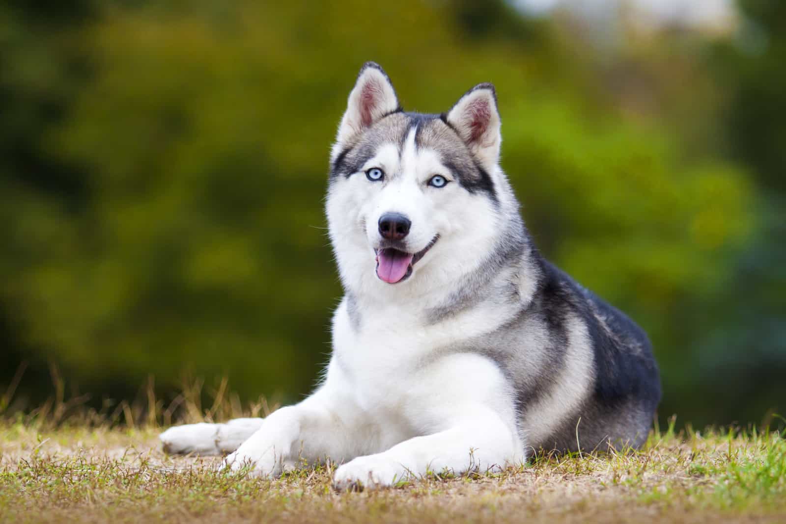 siberian husky lying on the grass