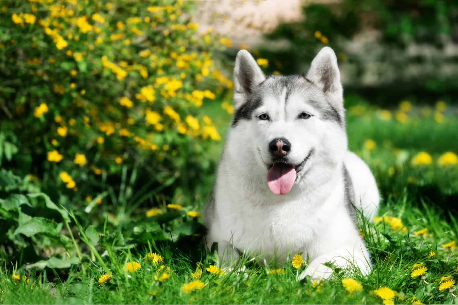 beautiful Siberian Husky lying on the grass