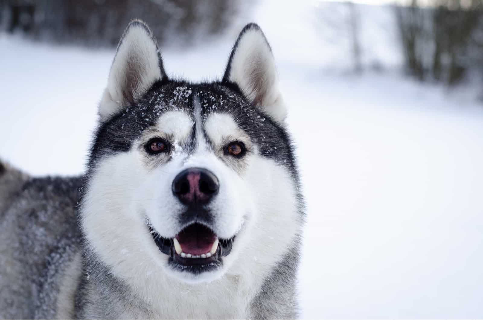 siberian husky portrait