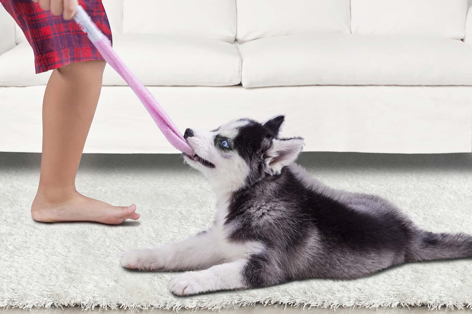 siberian husky puppy biting a sock and playing with a boy