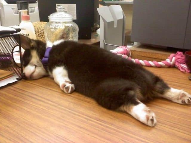 siberian husky sleeping