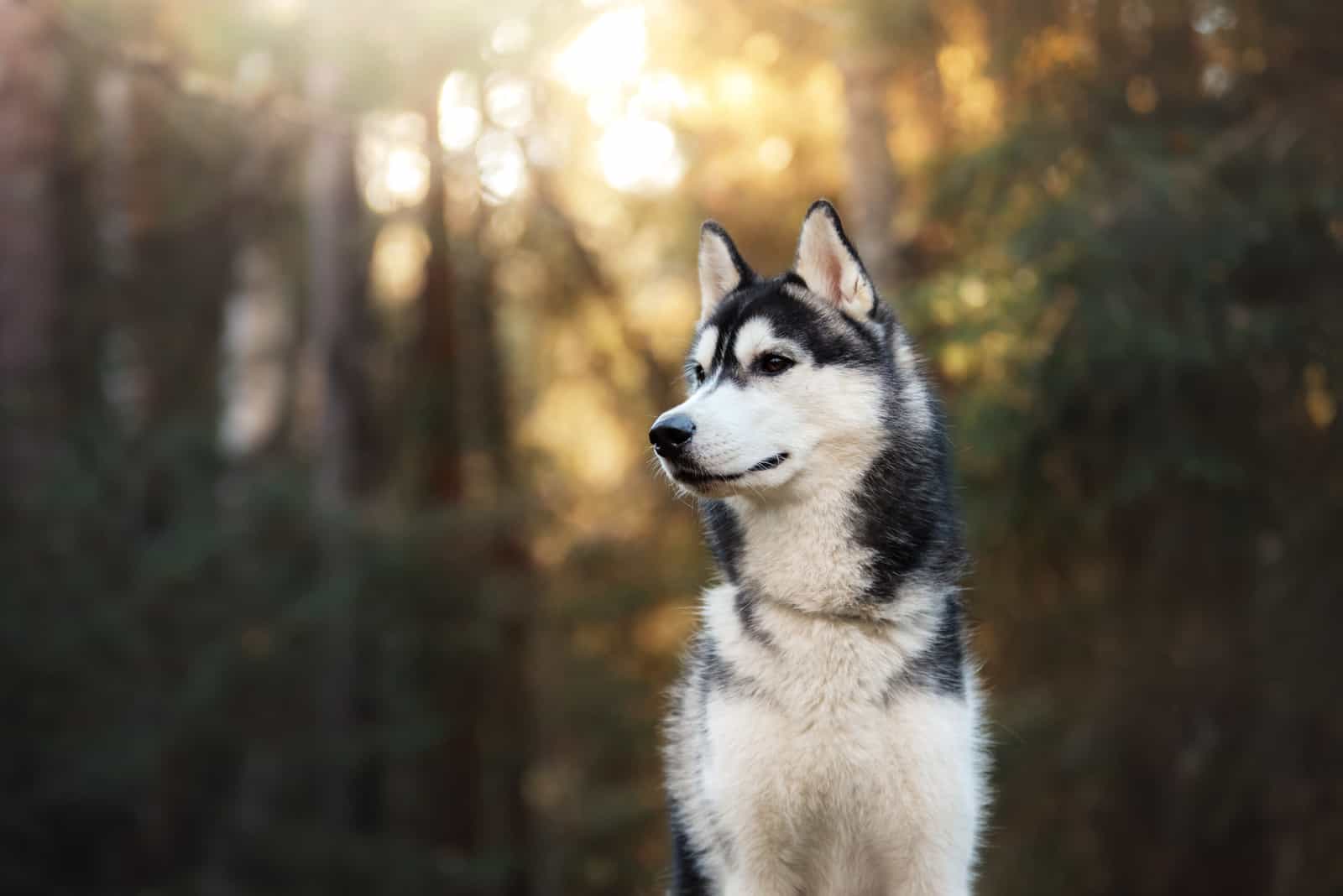 Siberian Husky walking in autumn forest