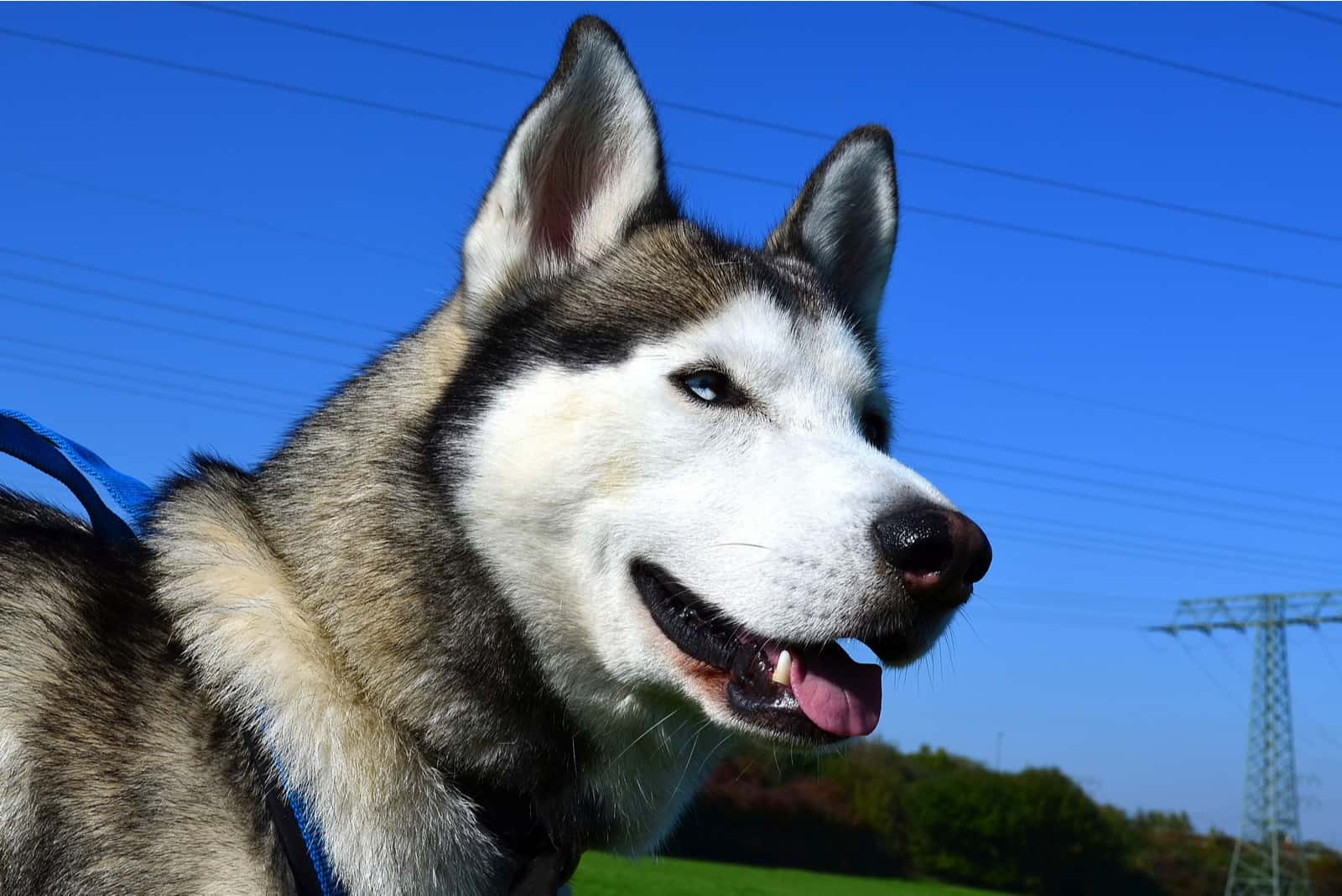 Siberian husky with blue eyes