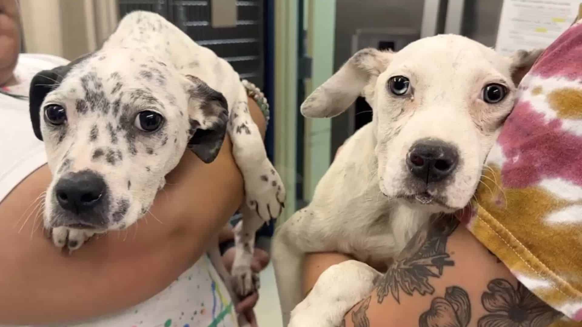 Sibling Puppies Cuddle And Support Each Other As They Fight To Survive