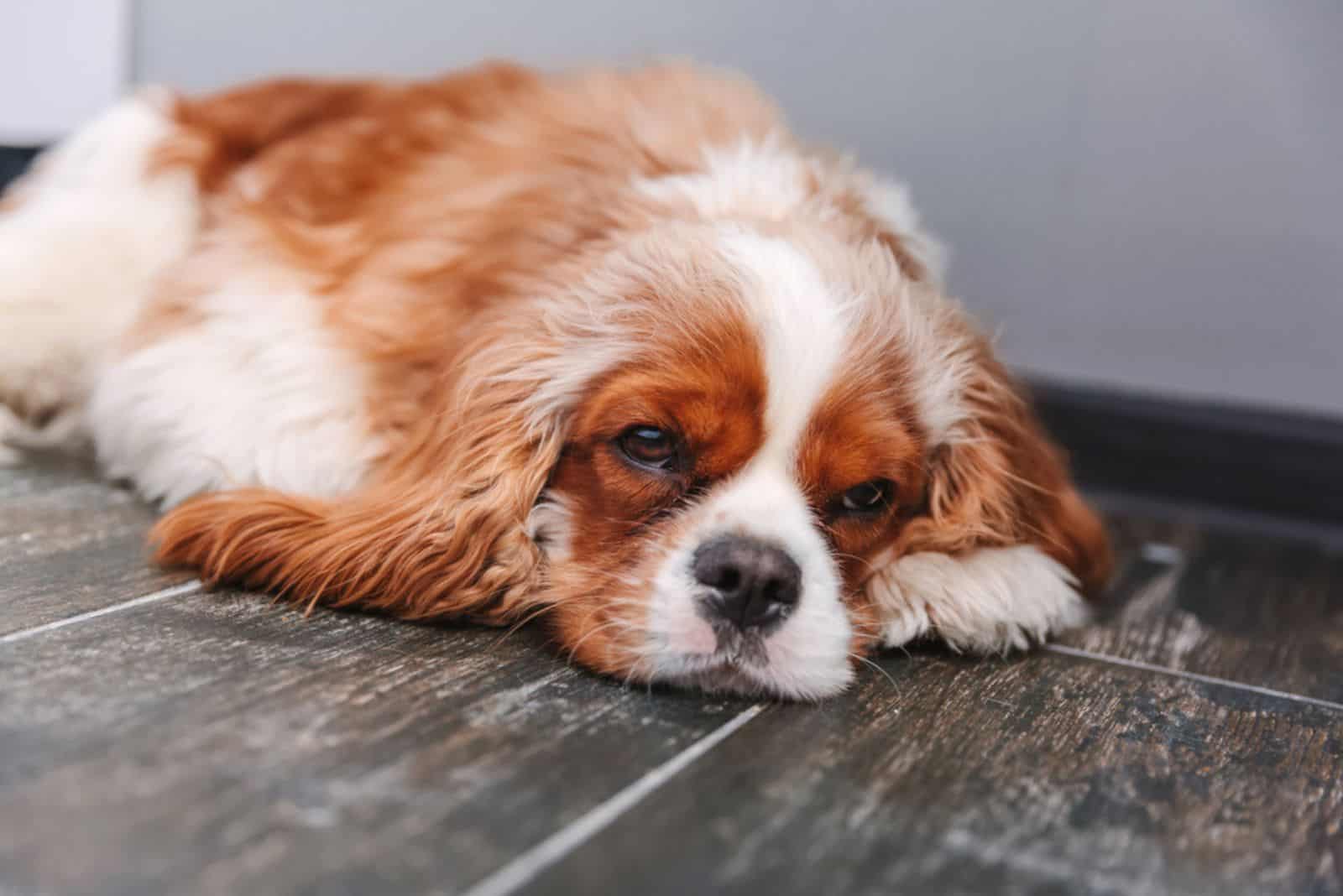 sick cavalier king charles spaniel laying