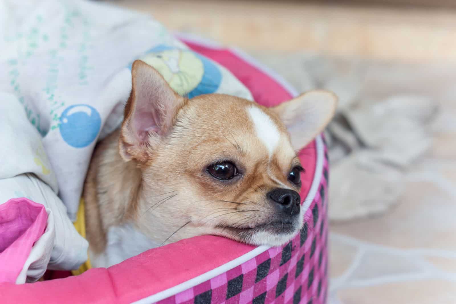 sick chihuahua laying in bed