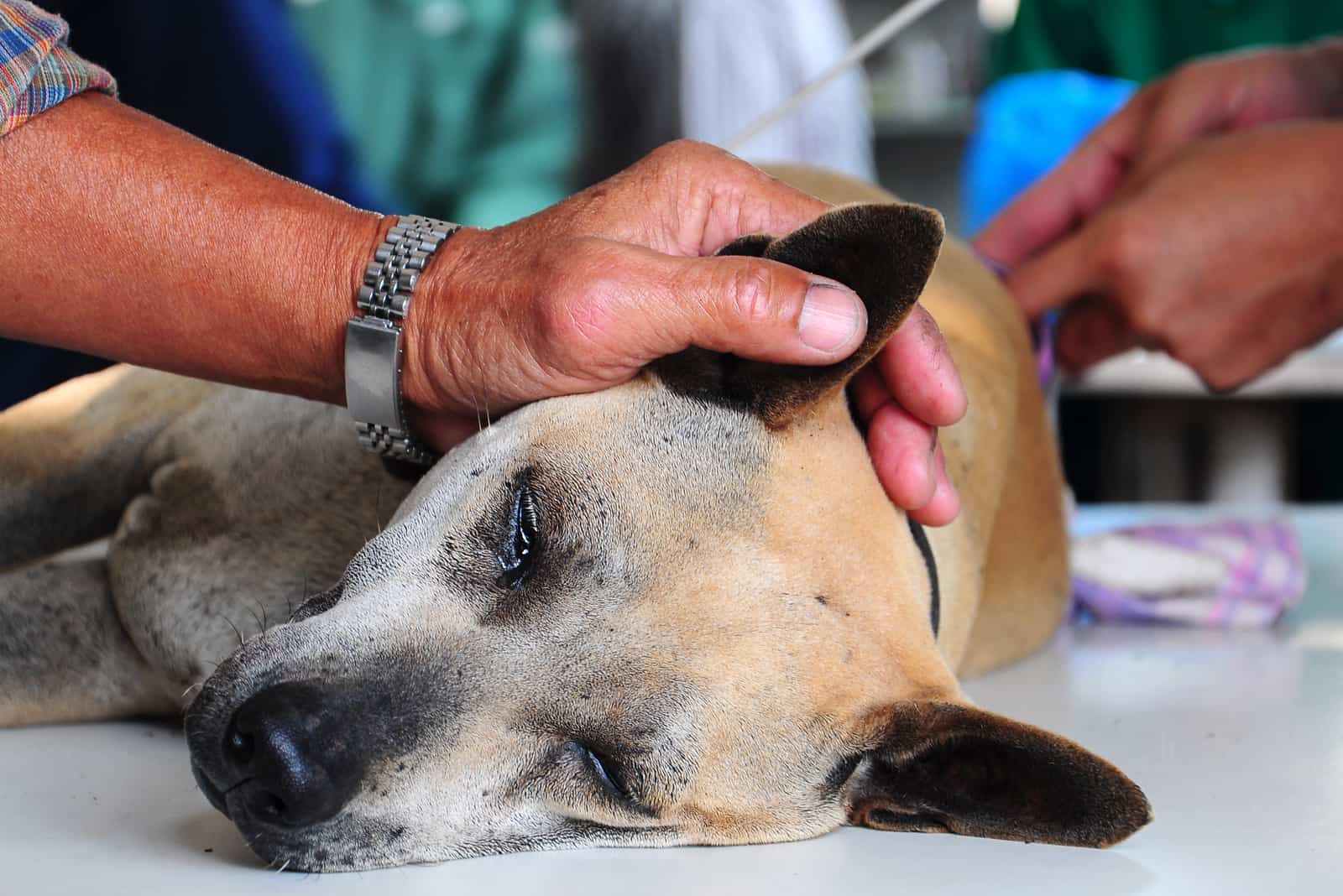 sick dog at clinic