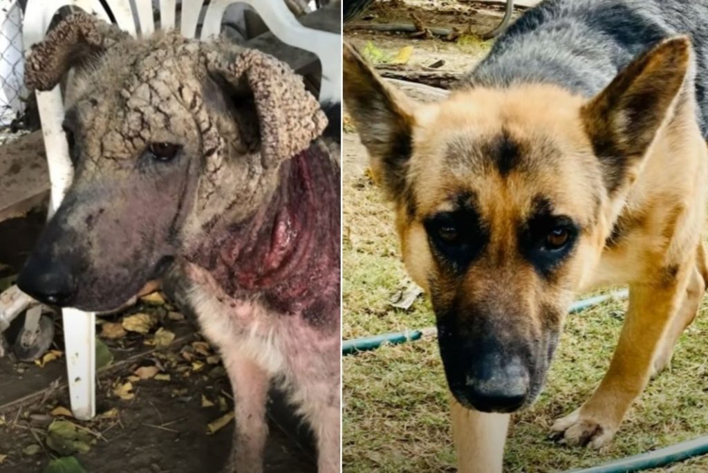 sick dog before adoption and happy after adoption