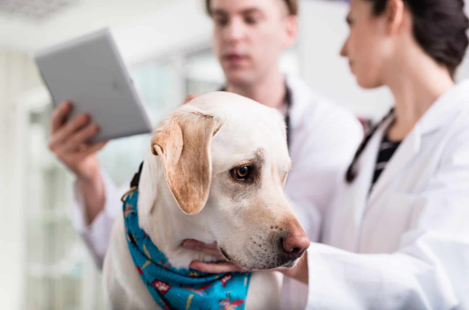 sick dog in clinic for check-up