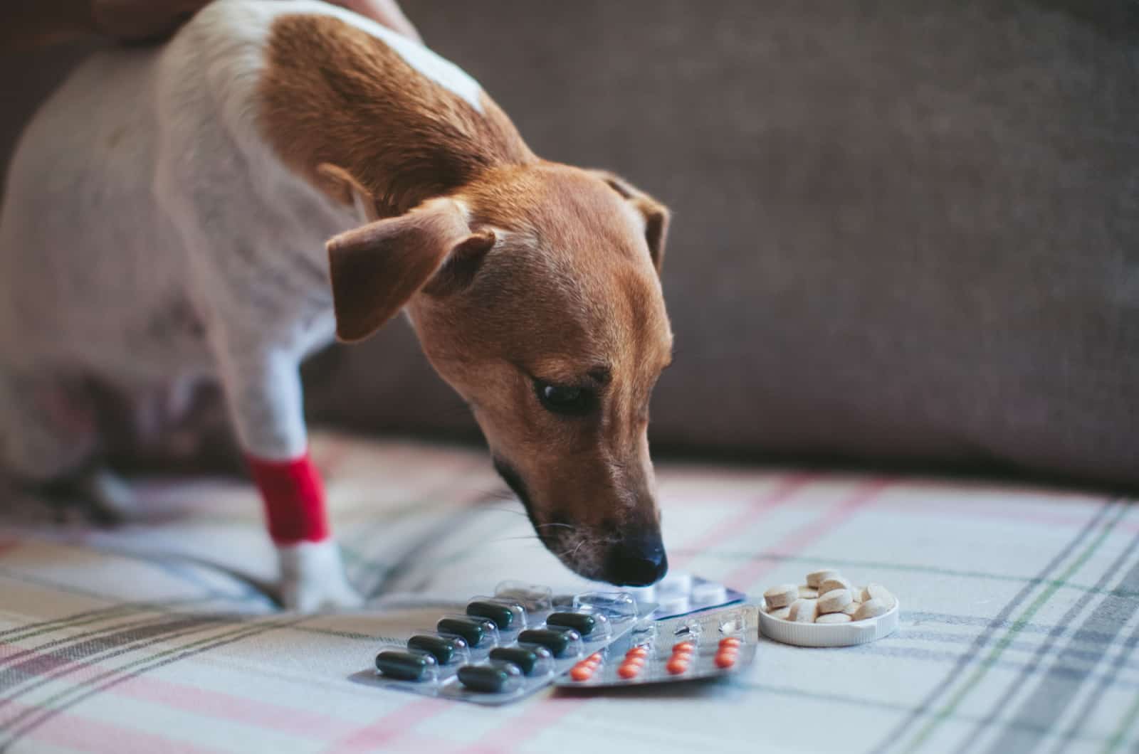 sick dog looking at medicine