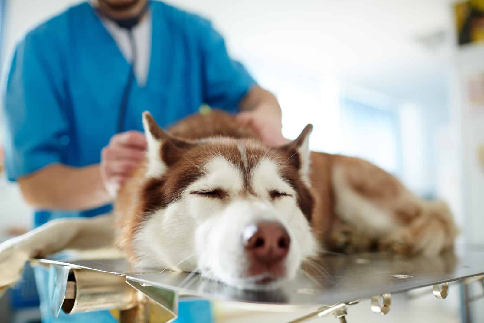 sick dog lying on table