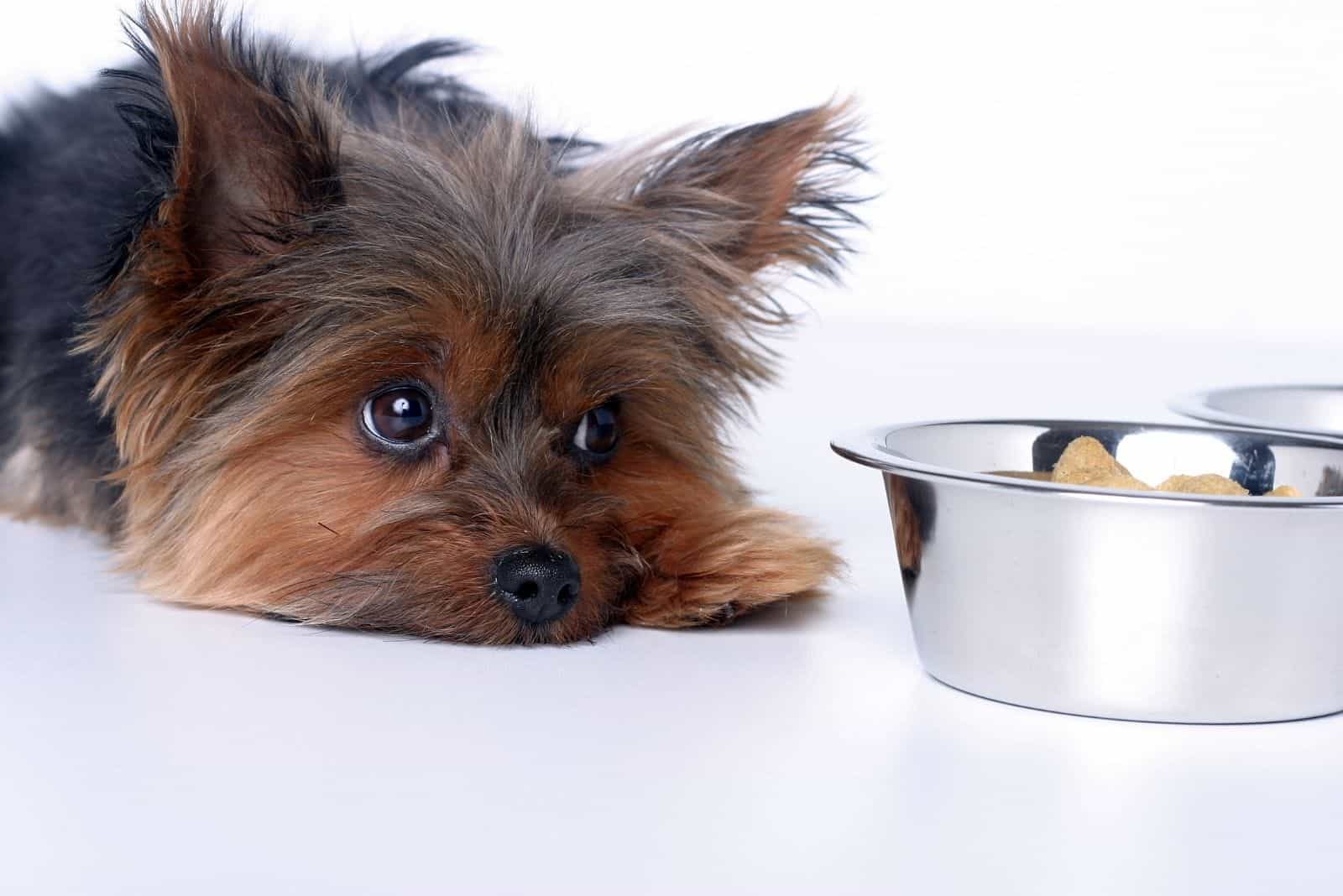 sick dog lying down while looking at the food bowl