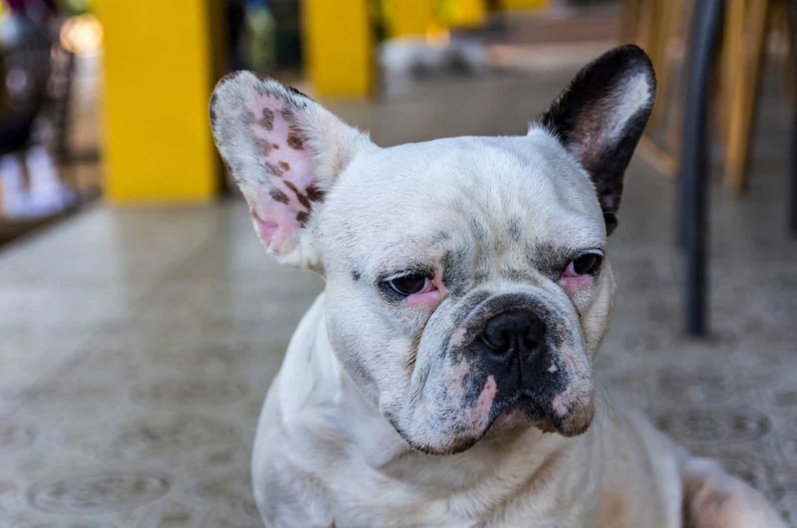 sick french bulldog sitting outdoors