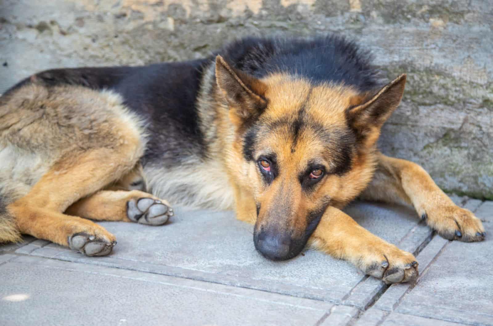 sick german shepherd lying on the ground