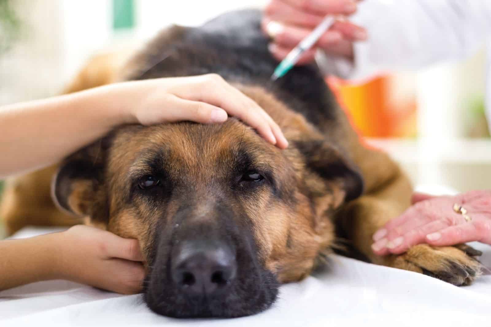 sick german shepherd getting vaccine from the veterinarian