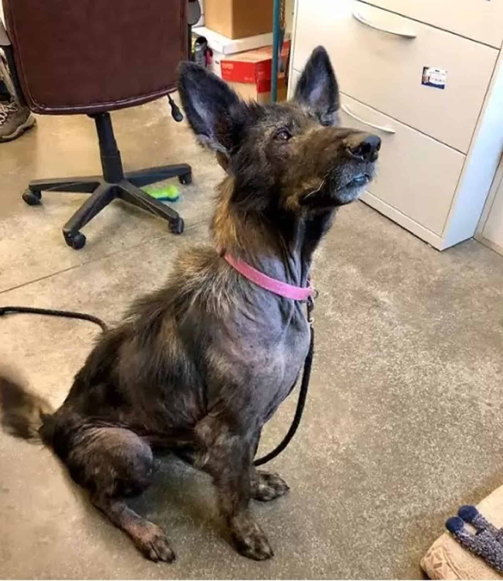 sick german shepherd dog in a office