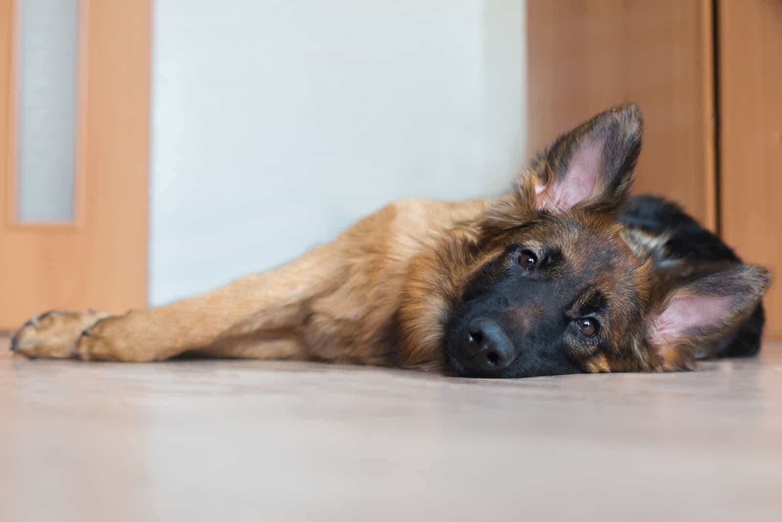 sick german shepherd lying on the floor