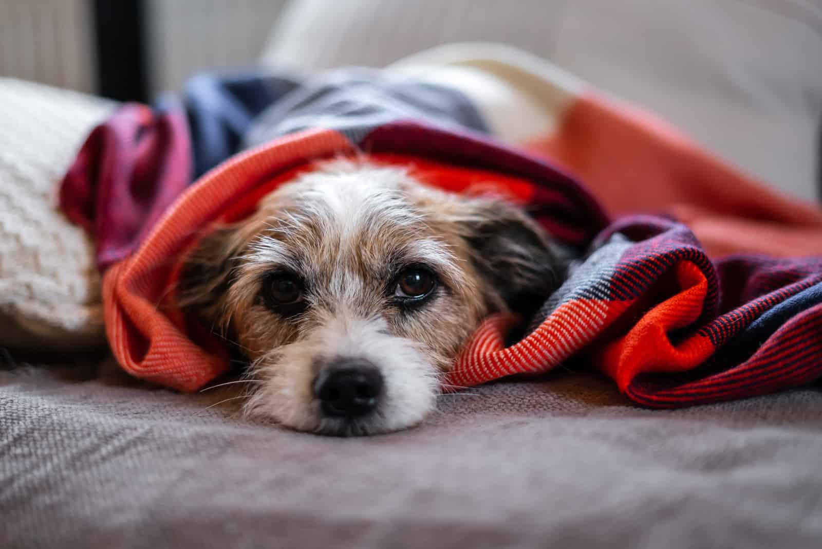 sick jack russel lying under blanket