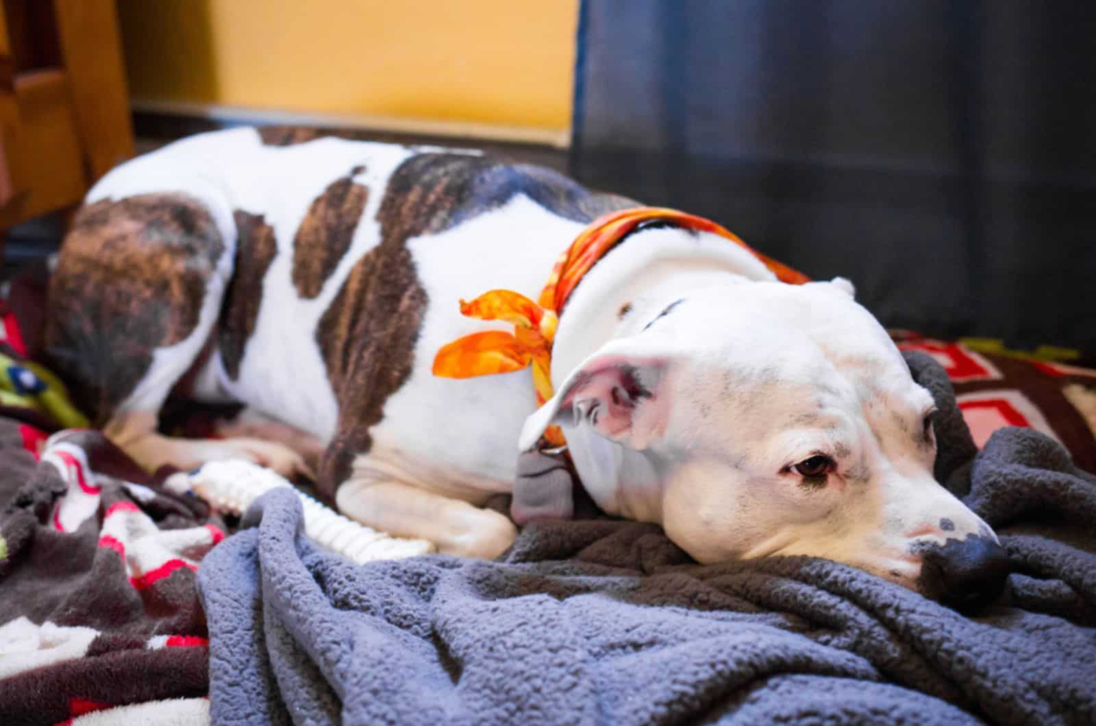 sick pitbull lying in his bed