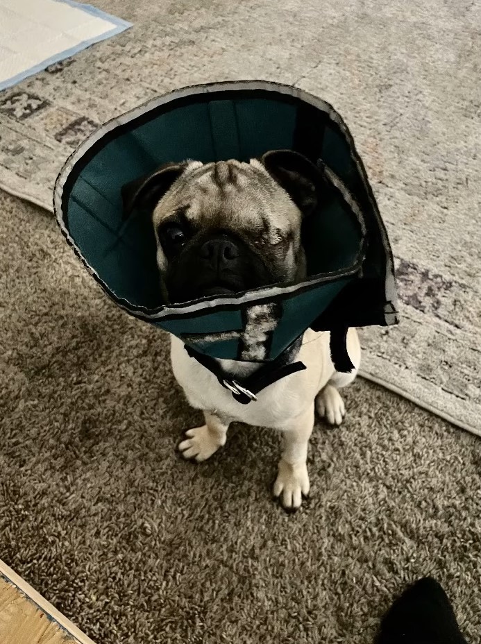 sick pug with collar