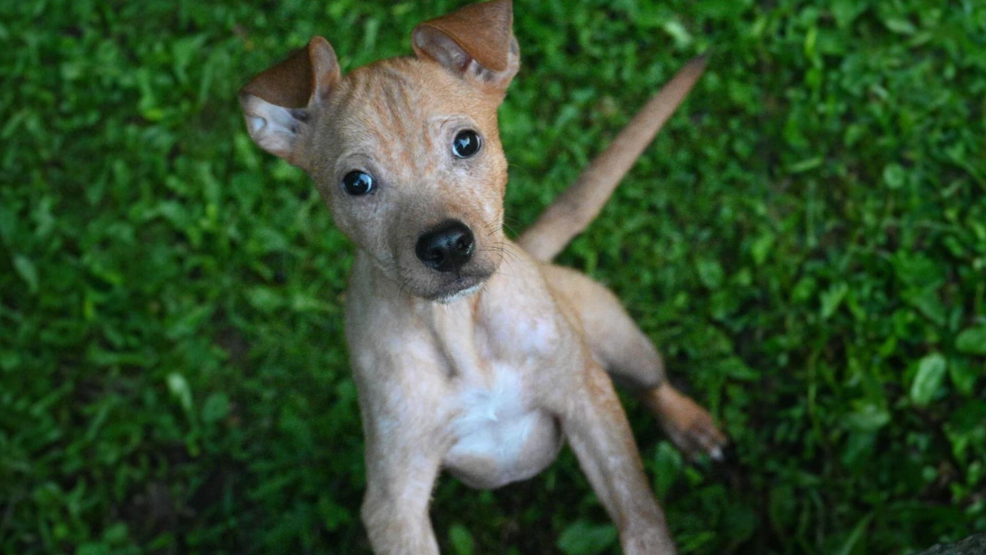 Abandoned Sick Puppy Won His Toughest Battle With A Help Of Many Good Souls