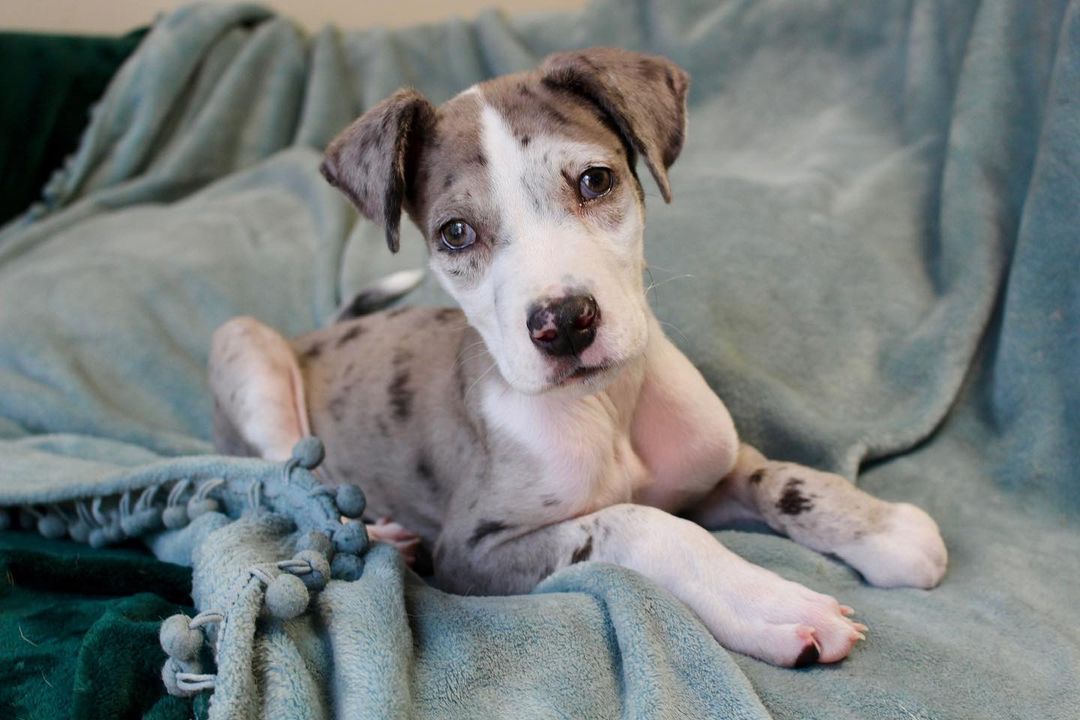 sick puppy laying on a blue blanket