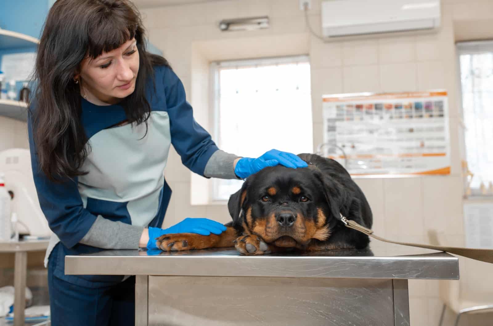 sick Rottweiler sitting on table