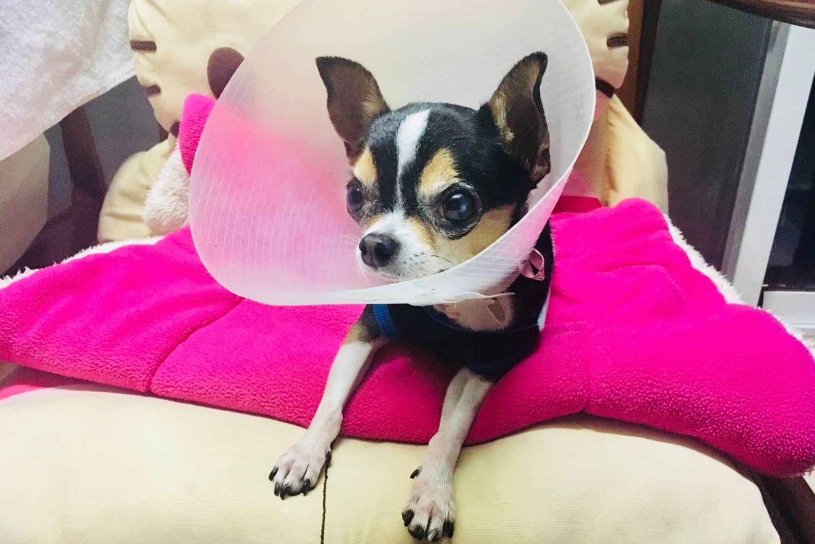 sick short haired chihuahua with collar lying on sofa