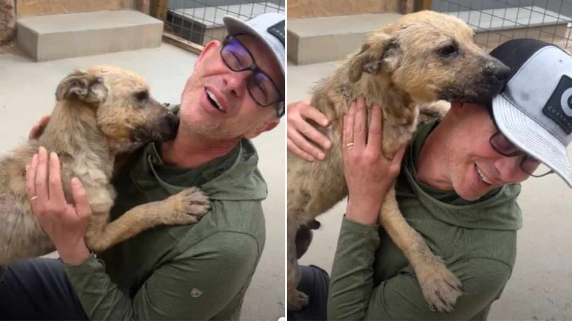 Stray Dog Covered In Wounds Showers His New Fosters With Affection