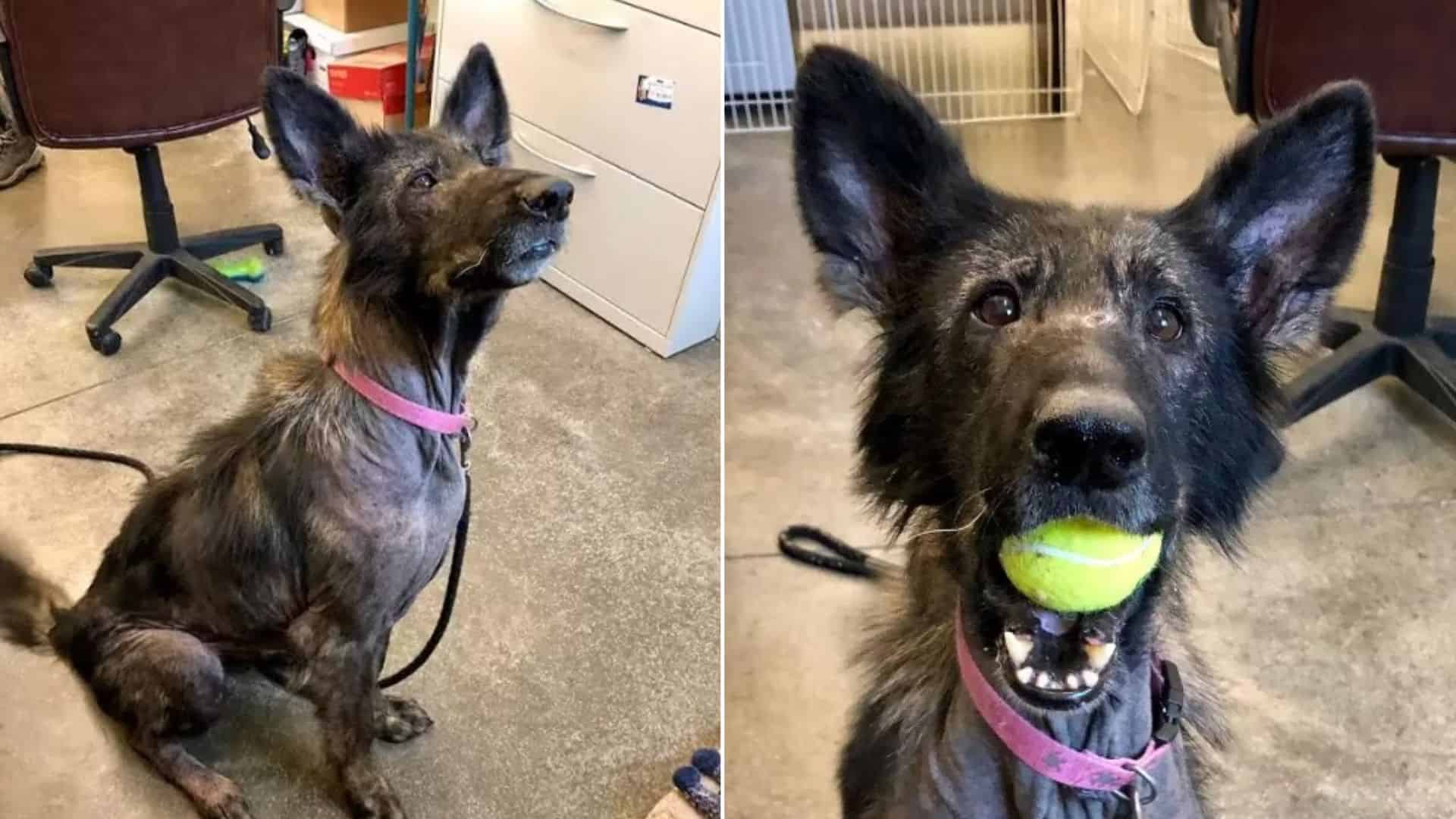 This Stray GSD Proves Happiness Comes In Small Things