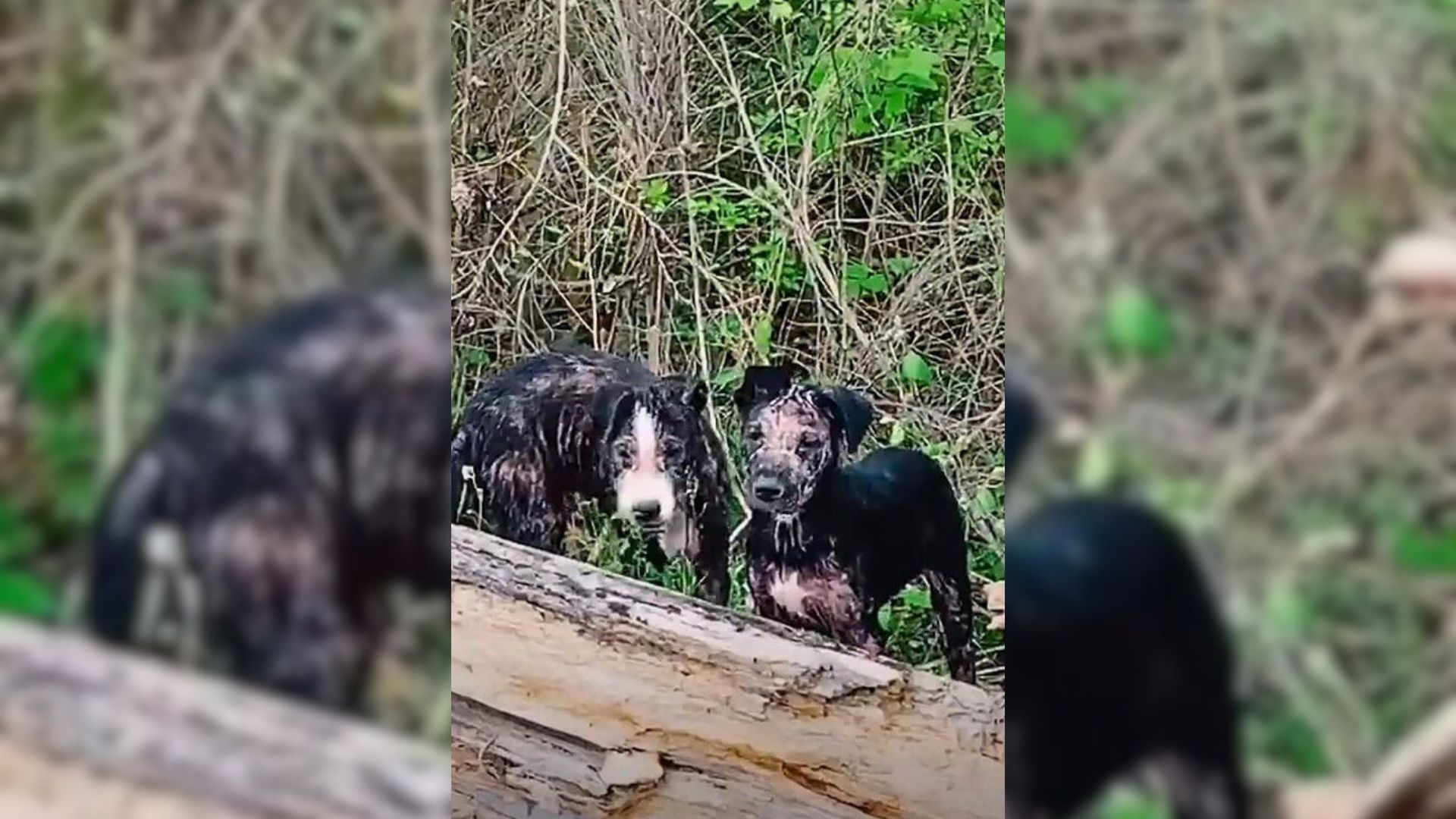 Man Shocked To Discover Two Tiny Heads Peeking Out Behind A Fallen Tree And Decides To Help