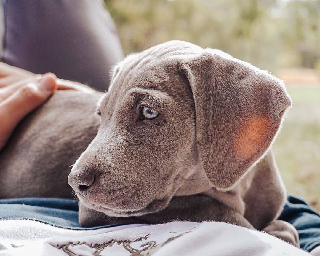 side photo of Weimaraner