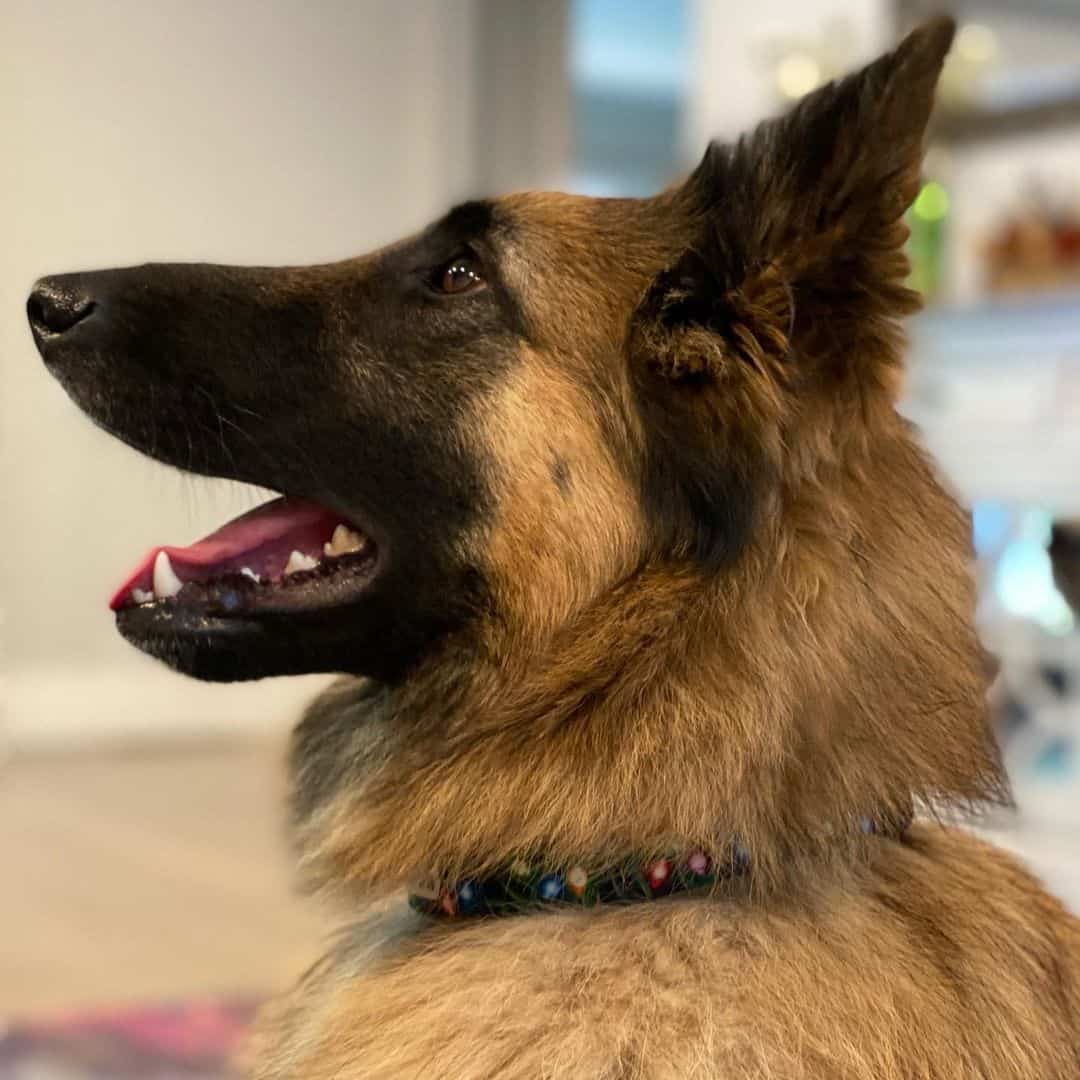 Long-Haired Belgian Malinois