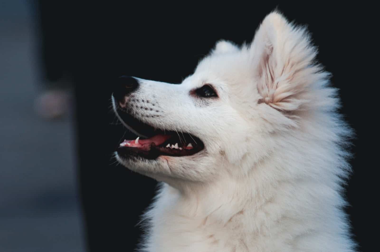 side profile of American Eskimo